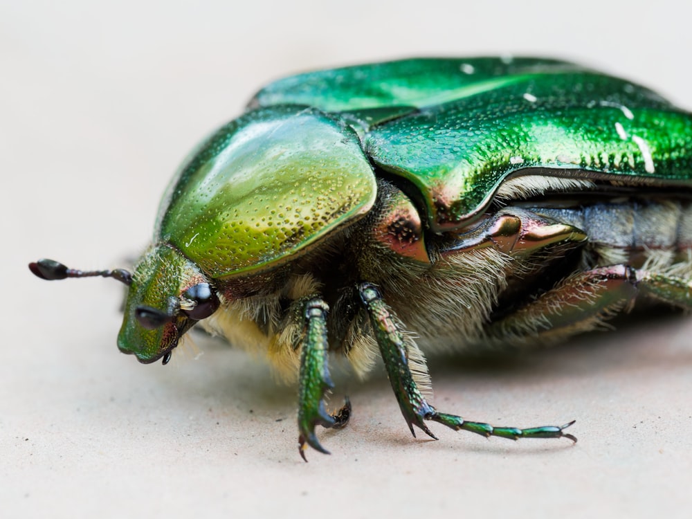 a close up of a green beetle on a white surface