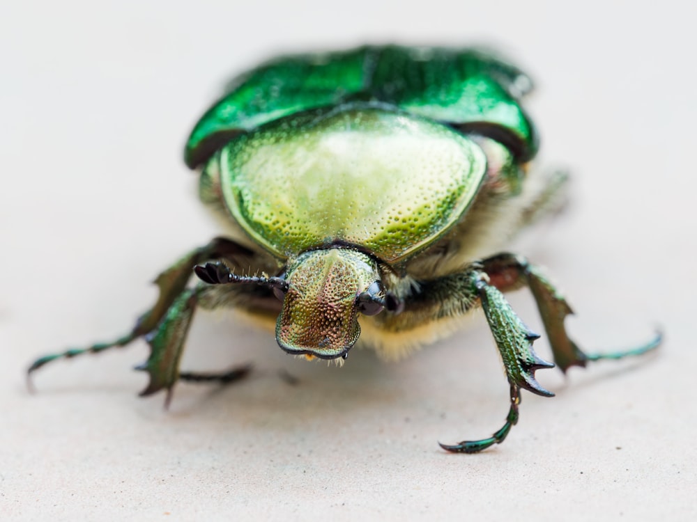 a close up of a green bug on a white surface