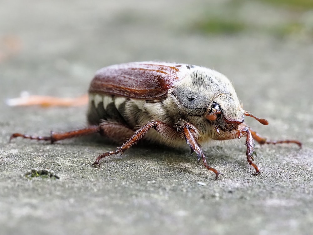 a close up of a bug on the ground