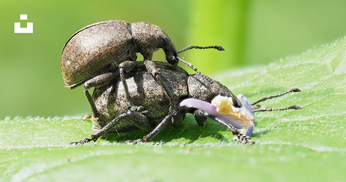 A close up of two bugs on a leaf photo – Free Bugs Image on Unsplash