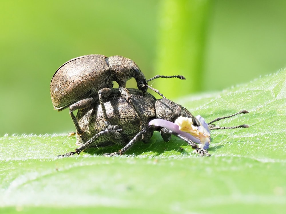 a close up of two bugs on a leaf