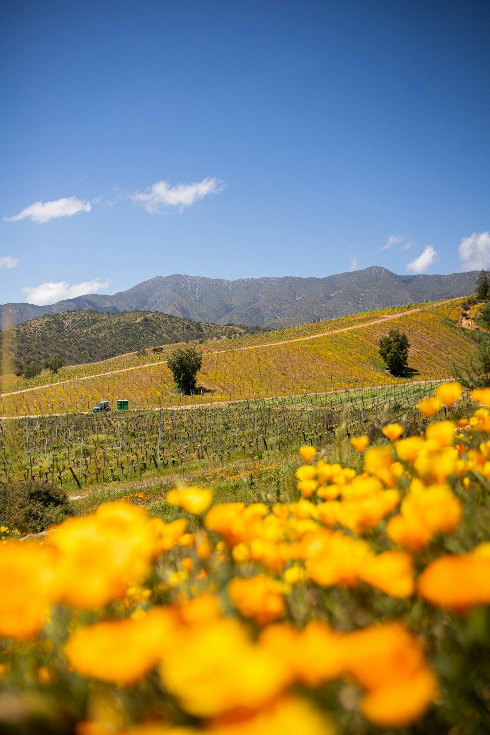 a field of yellow flowers with mountains in the background