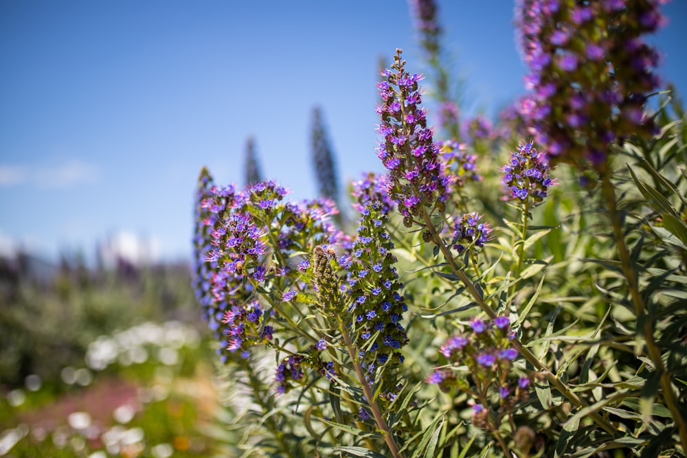 a field of purple flowers with a blue sky in the background