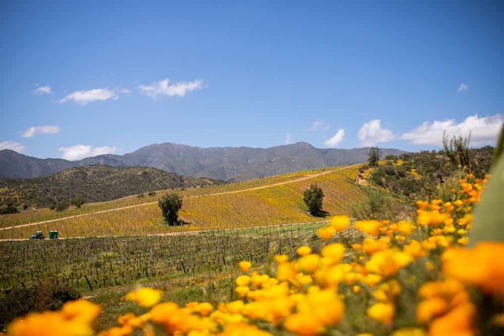 a field of yellow flowers with mountains in the background