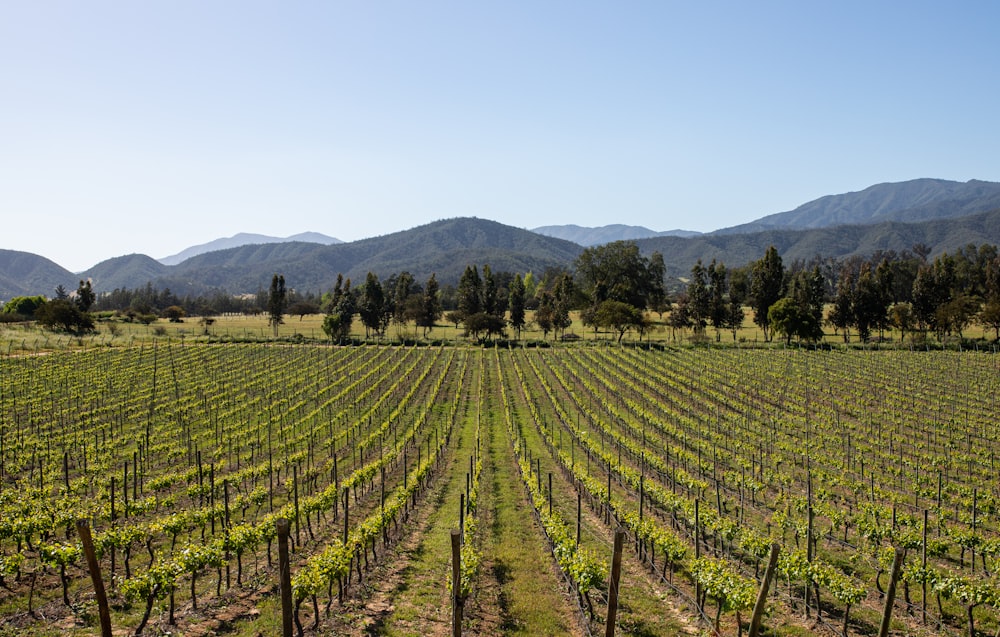 a large field of vines with mountains in the background