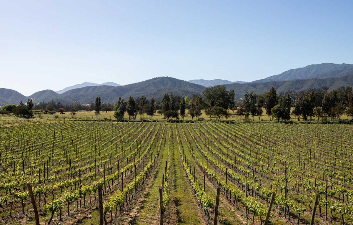 Campo de vides con la cordillera de fondo