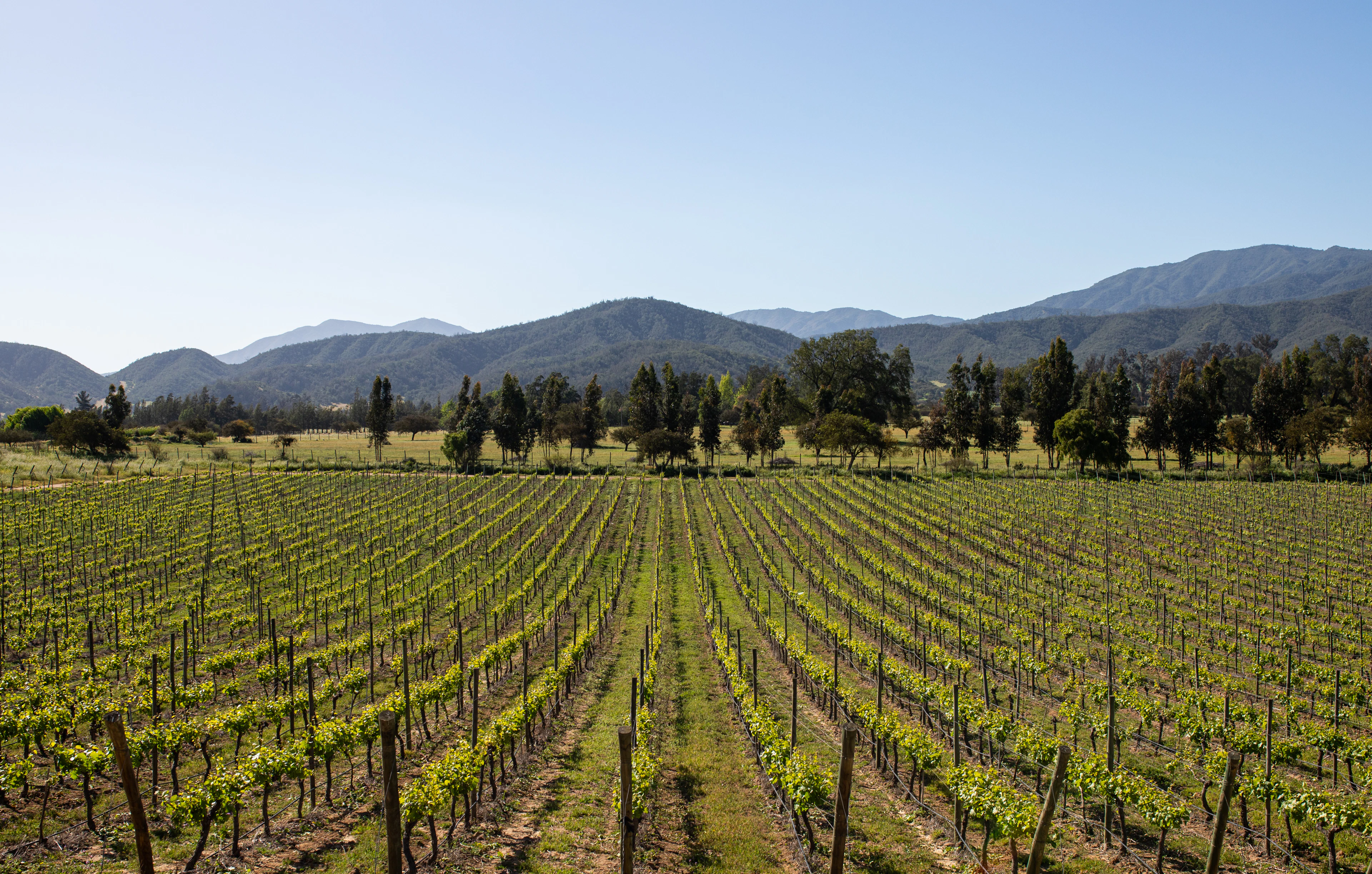 Rows of young vines in a valley below the hills, central Chile
