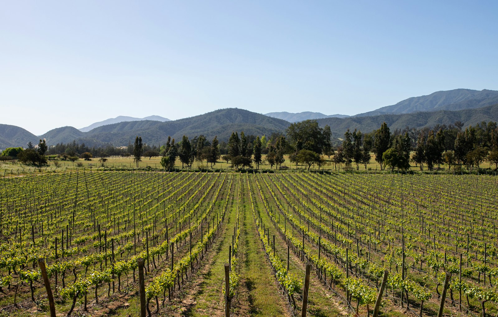 Rows of young vines stretching toward green hills in Chile's Casablanca Valley