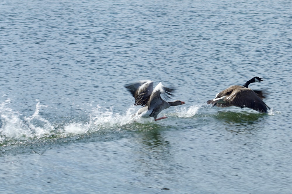 a couple of birds flying over a body of water