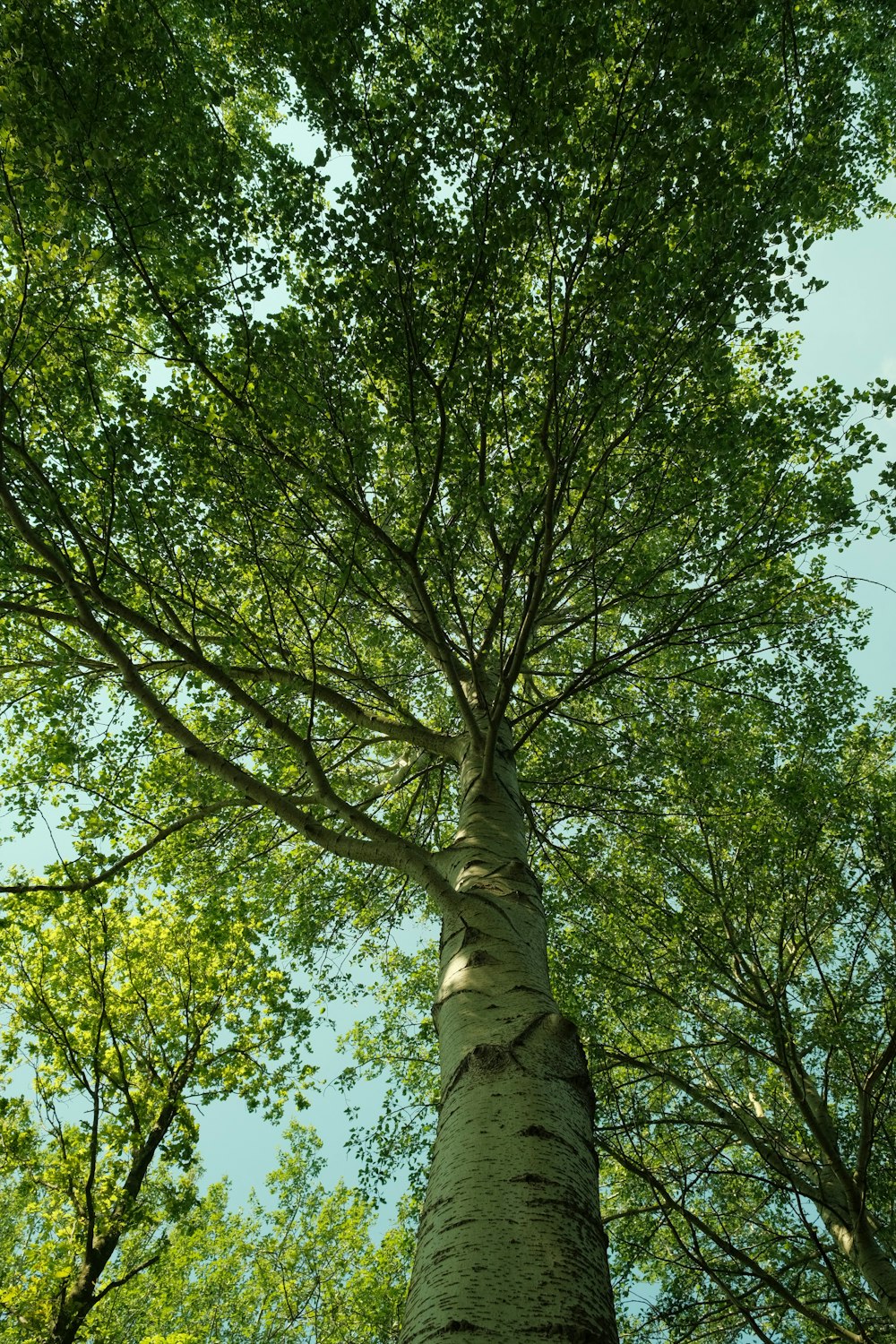 a tall tree with lots of green leaves