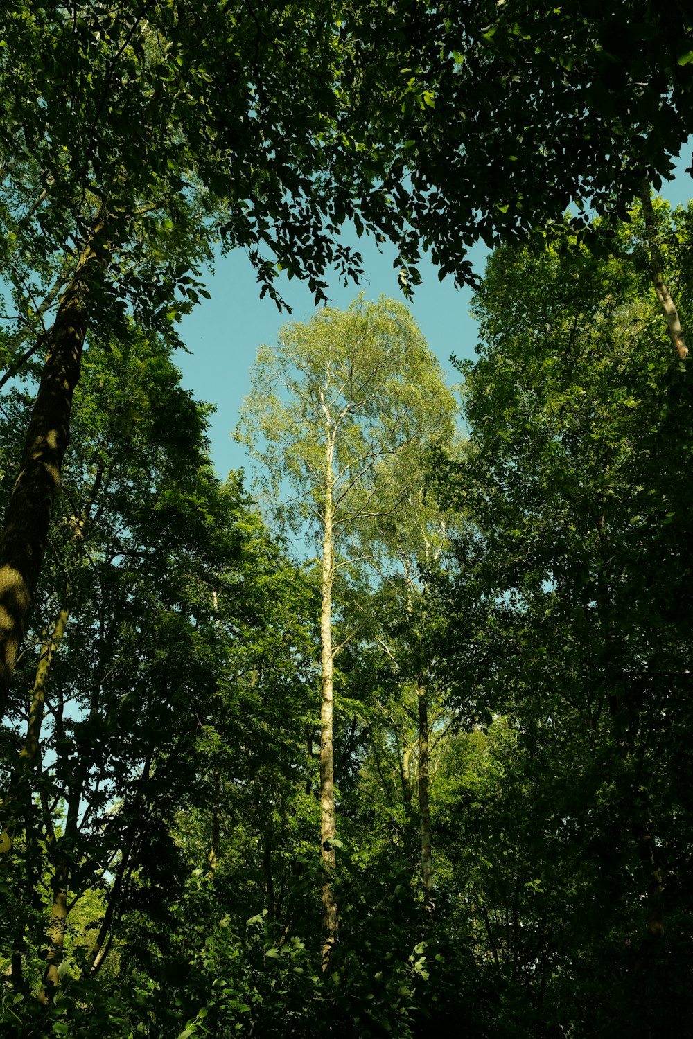 a tall tree in the middle of a forest