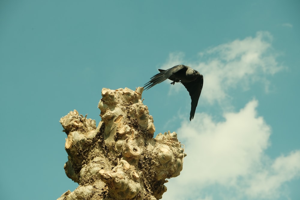 a black bird flying over a rock formation
