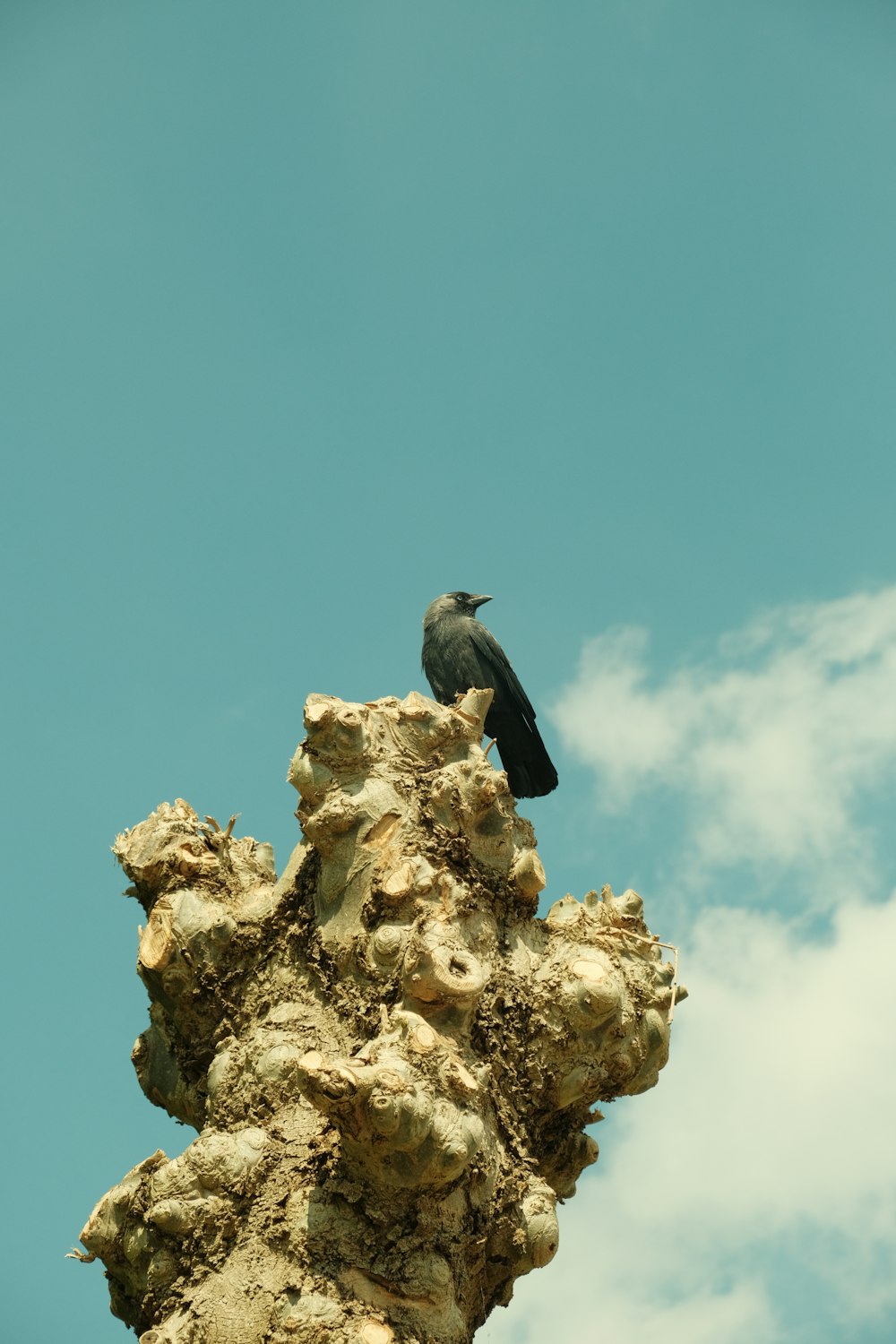 a black bird sitting on top of a rock formation