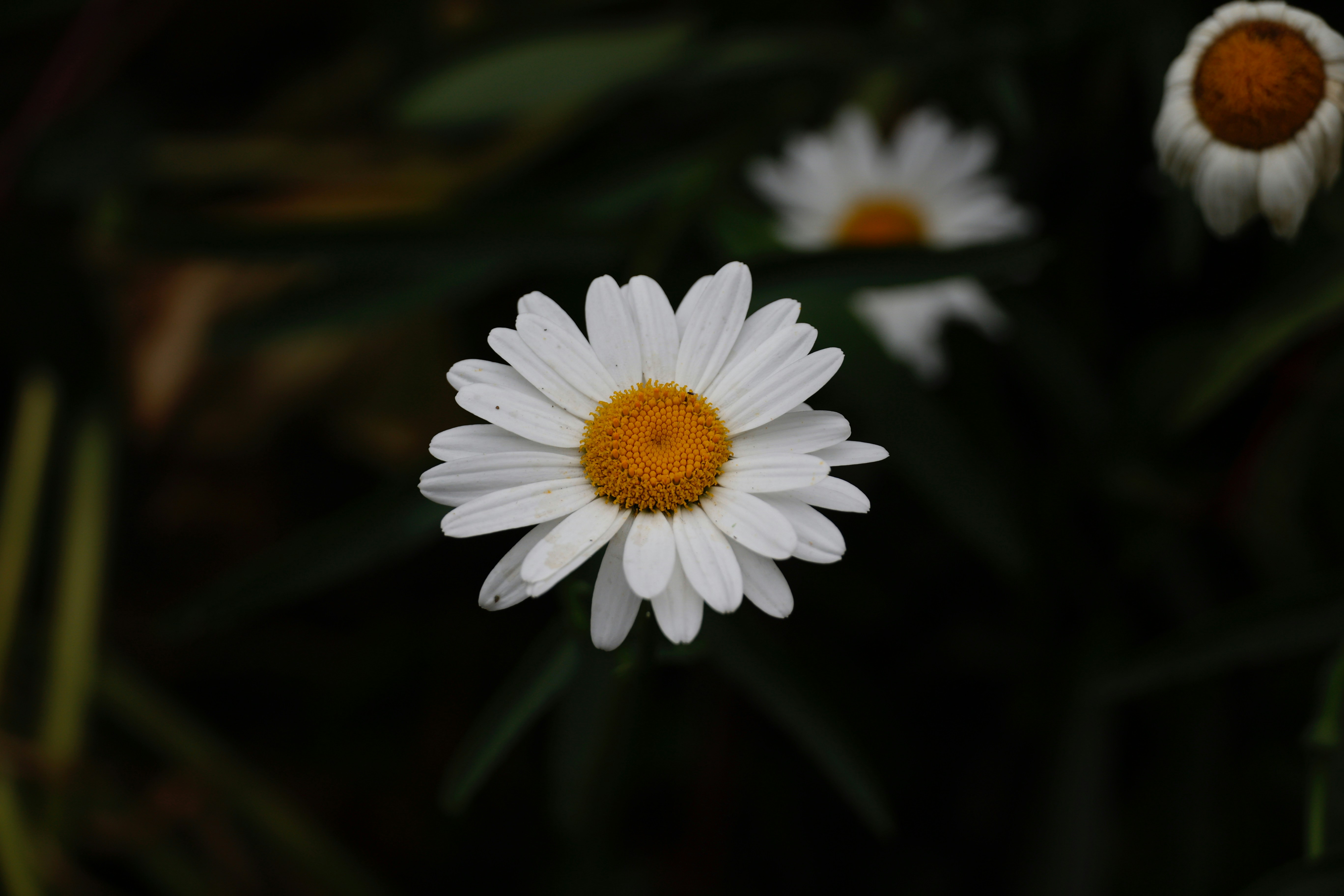 Photo by sandyonmars