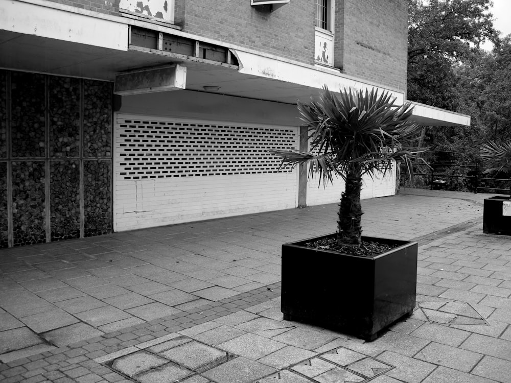 a black and white photo of a palm tree