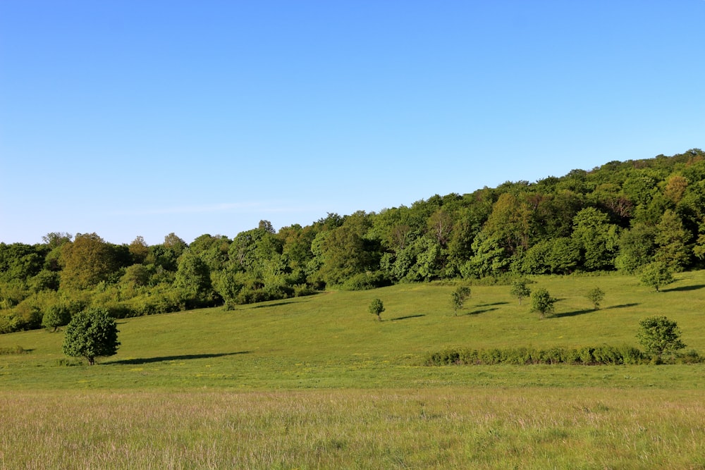 a green field with trees in the background