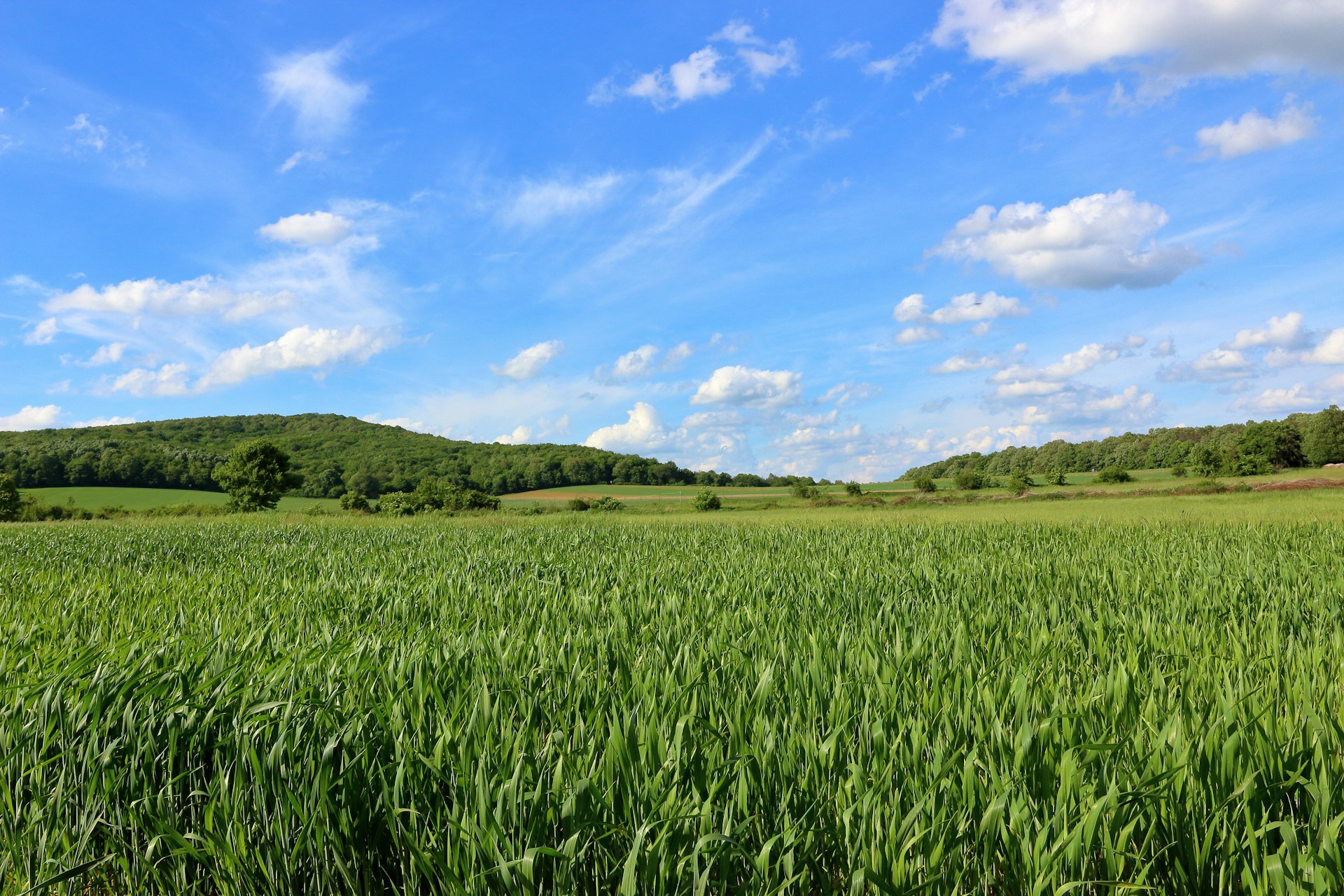 a large field of green grass under a blue sky