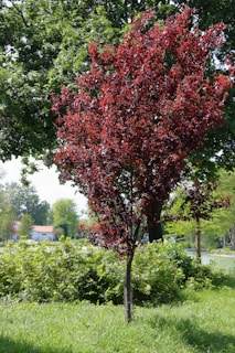 a tree with red leaves in a grassy area