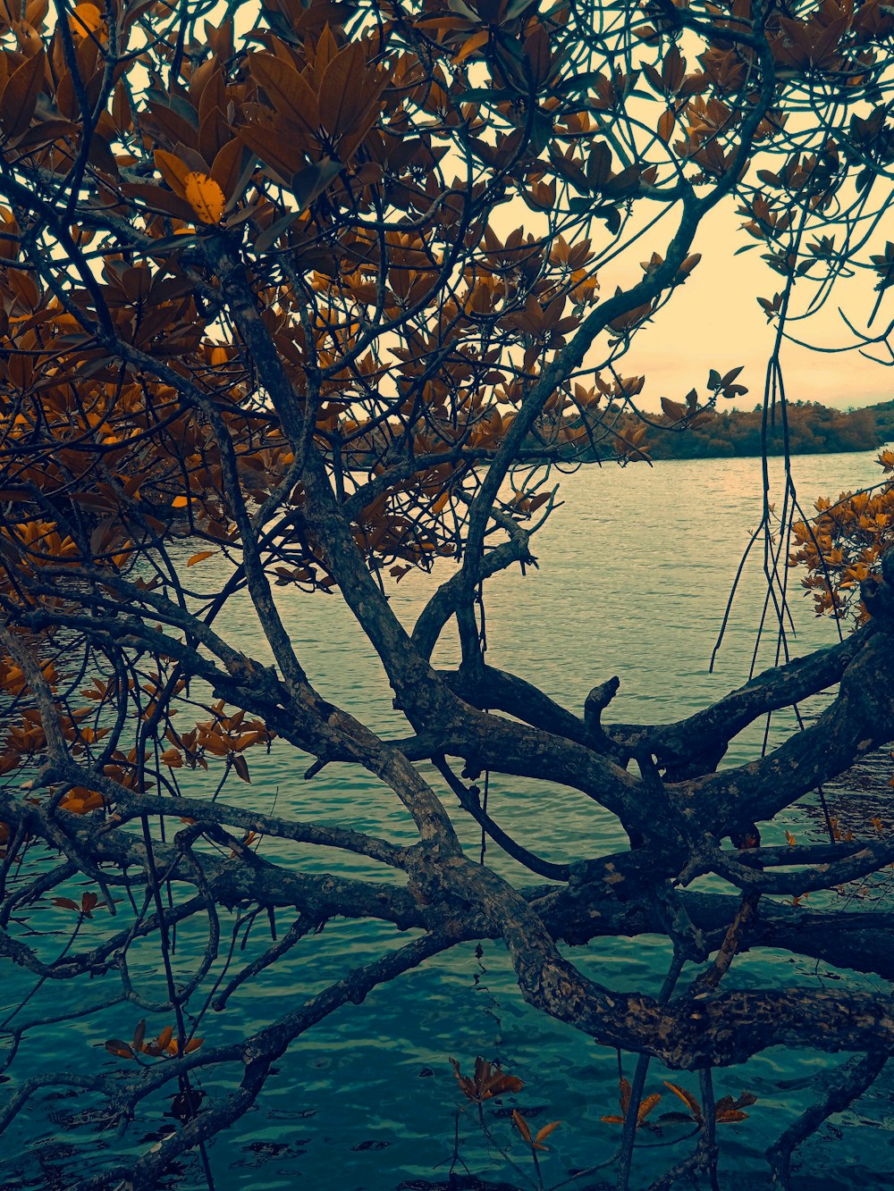 a tree with yellow leaves near a body of water