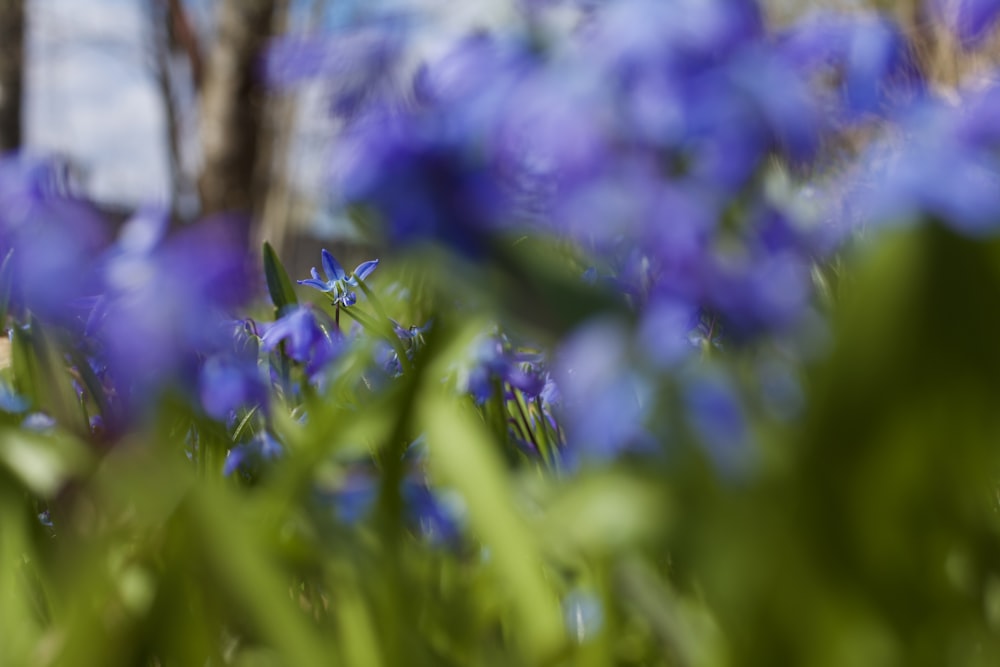 a bunch of blue flowers that are in the grass