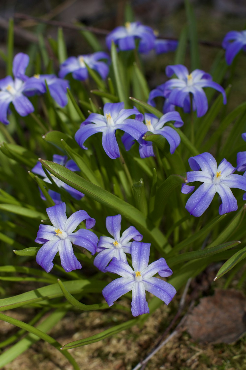 ein Strauß blauer Blumen, die aus dem Boden wachsen