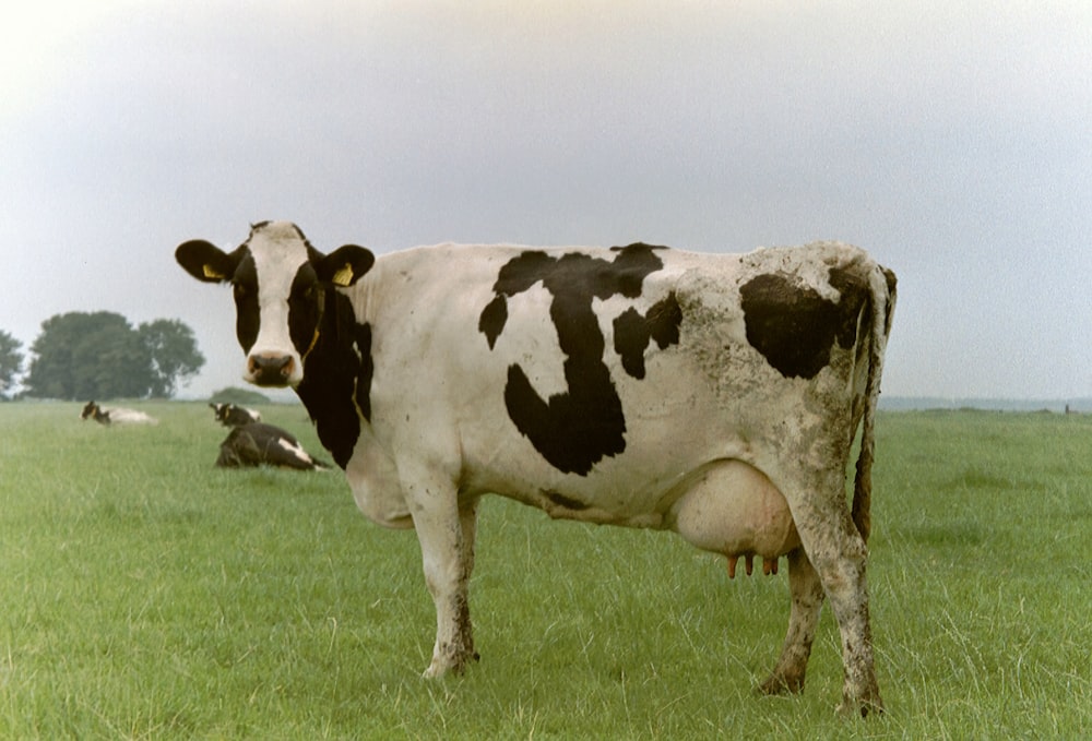 a black and white cow standing on a lush green field