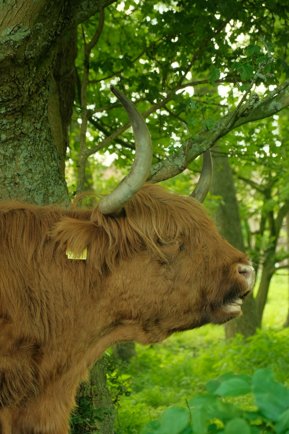 a brown cow with horns standing next to a tree