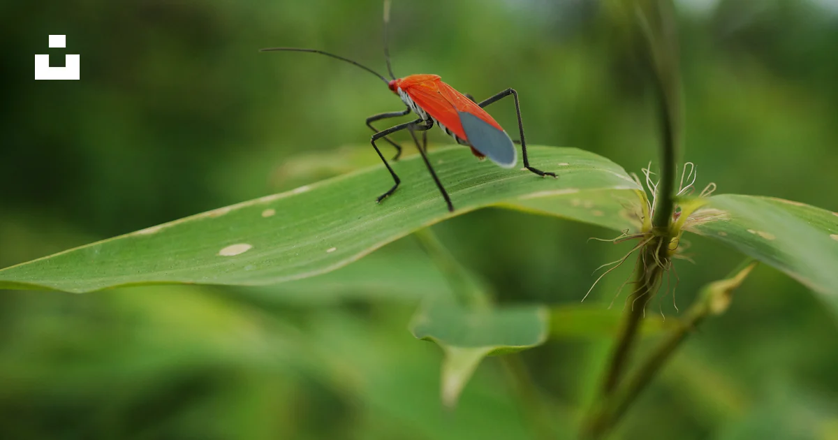 Java Green Bug A close up of a bug on a leaf photo – Free Central java Image on Unsplash