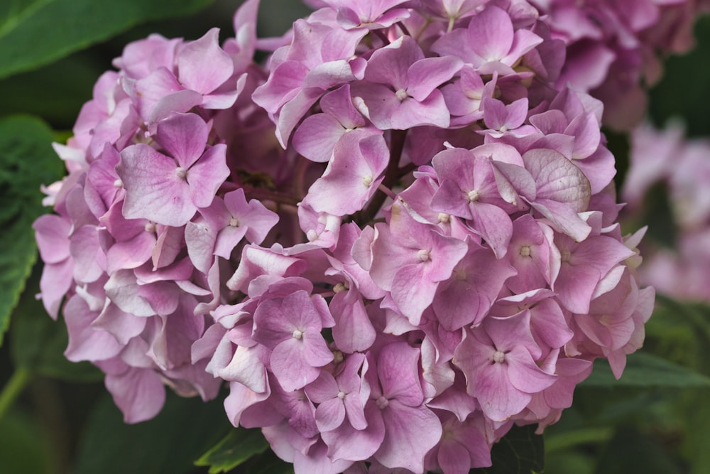 a close up of a purple flower with green leaves