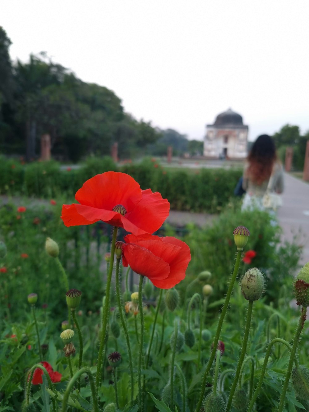 a couple of red flowers in a field