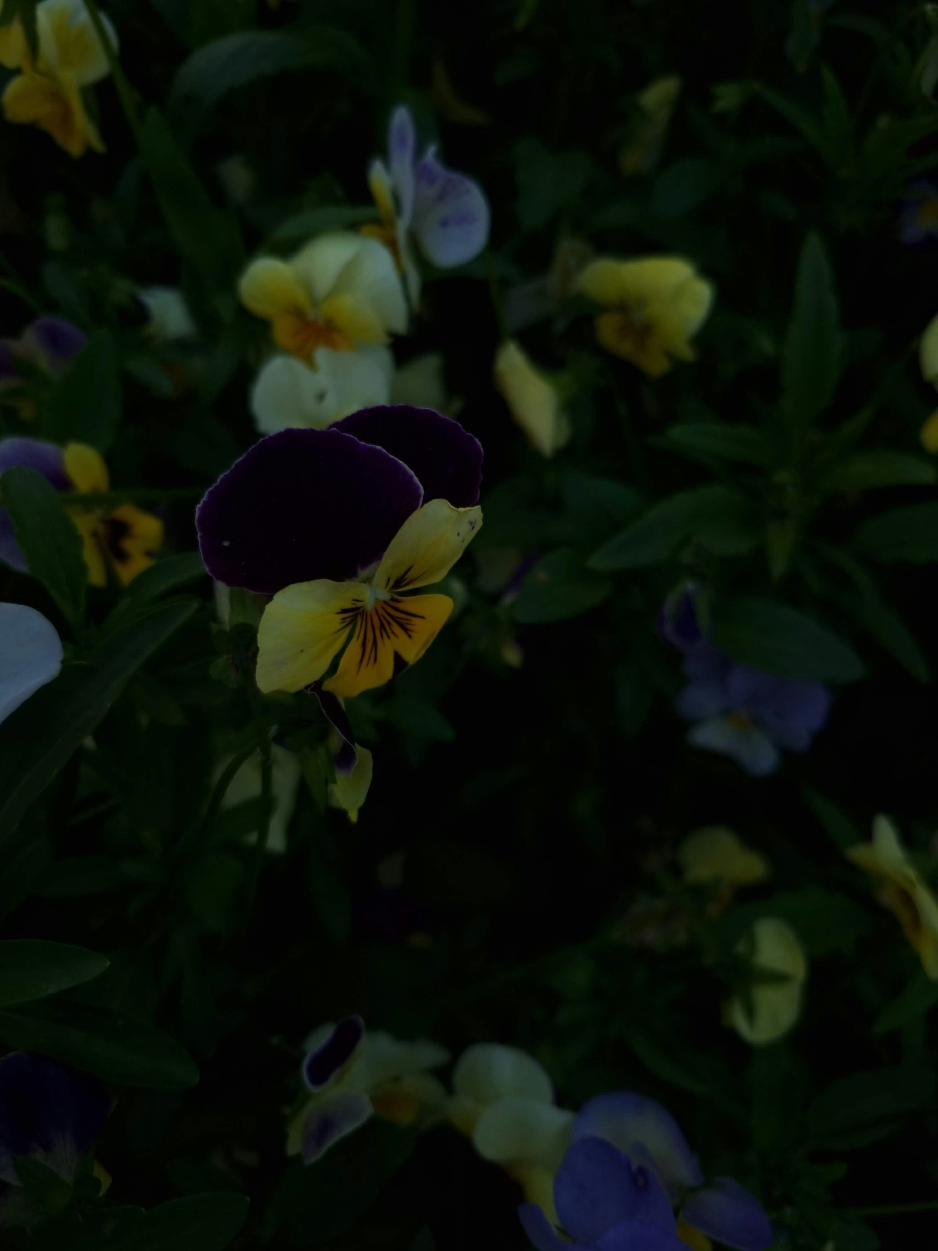 Photo by riya_parker