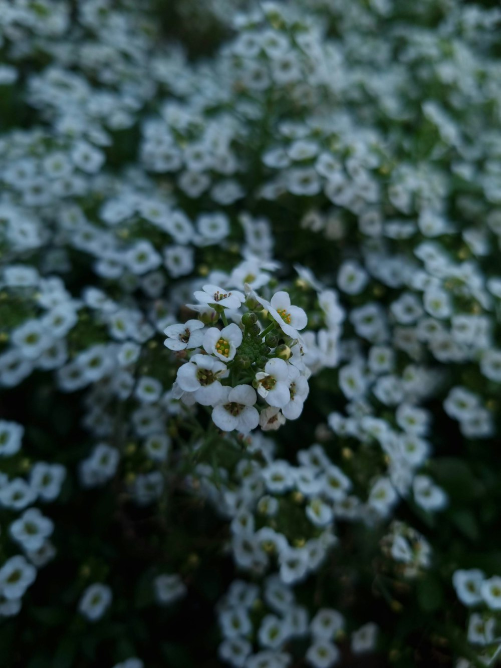 a bunch of small white flowers in a field