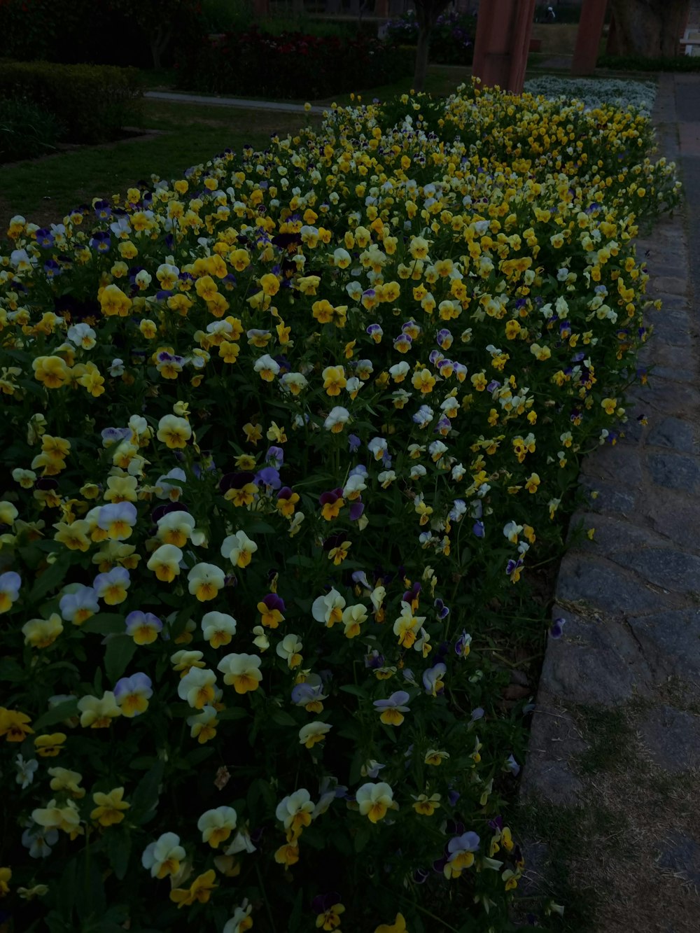 a field of yellow and white flowers next to a building