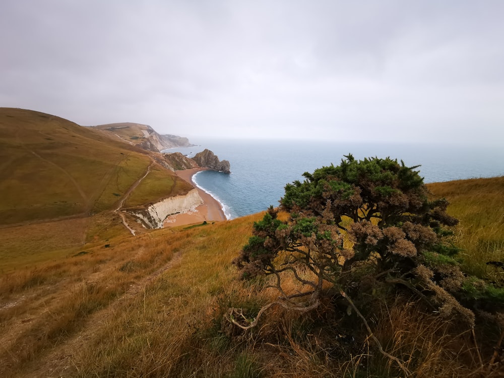 a lone tree on a grassy hill overlooking the ocean