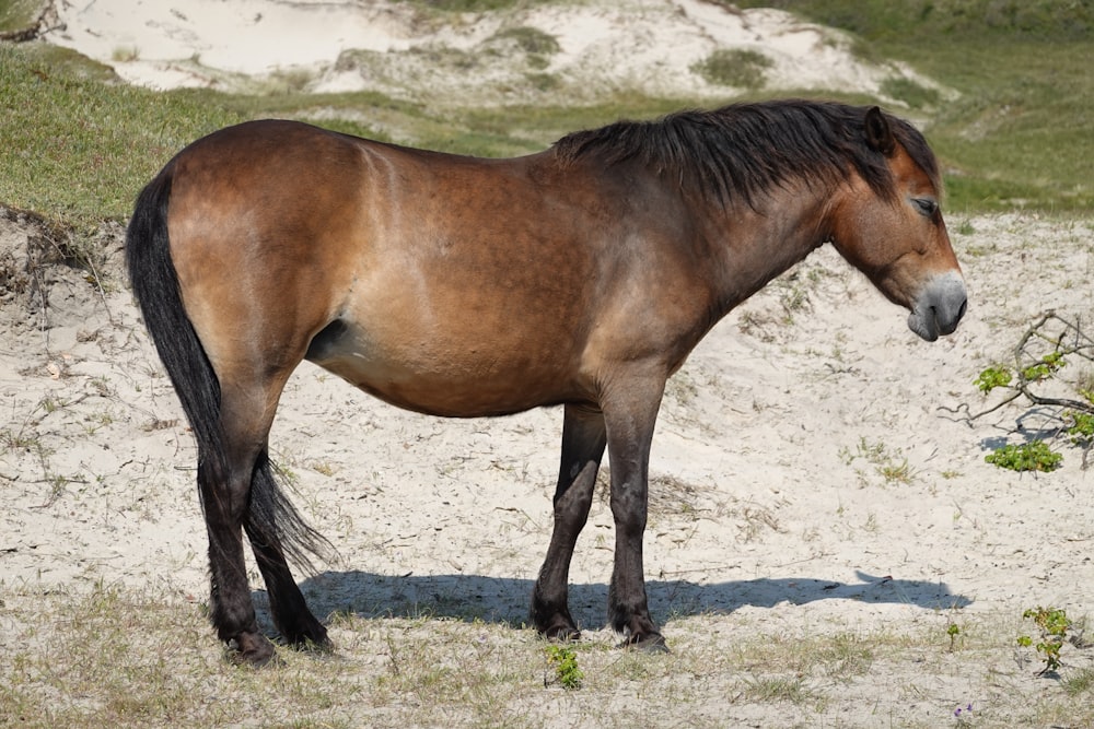 a brown horse standing on top of a sandy field