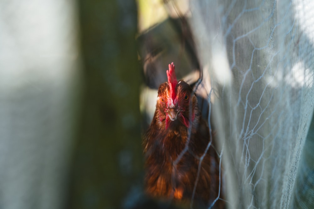 a close up of a chicken through a window
