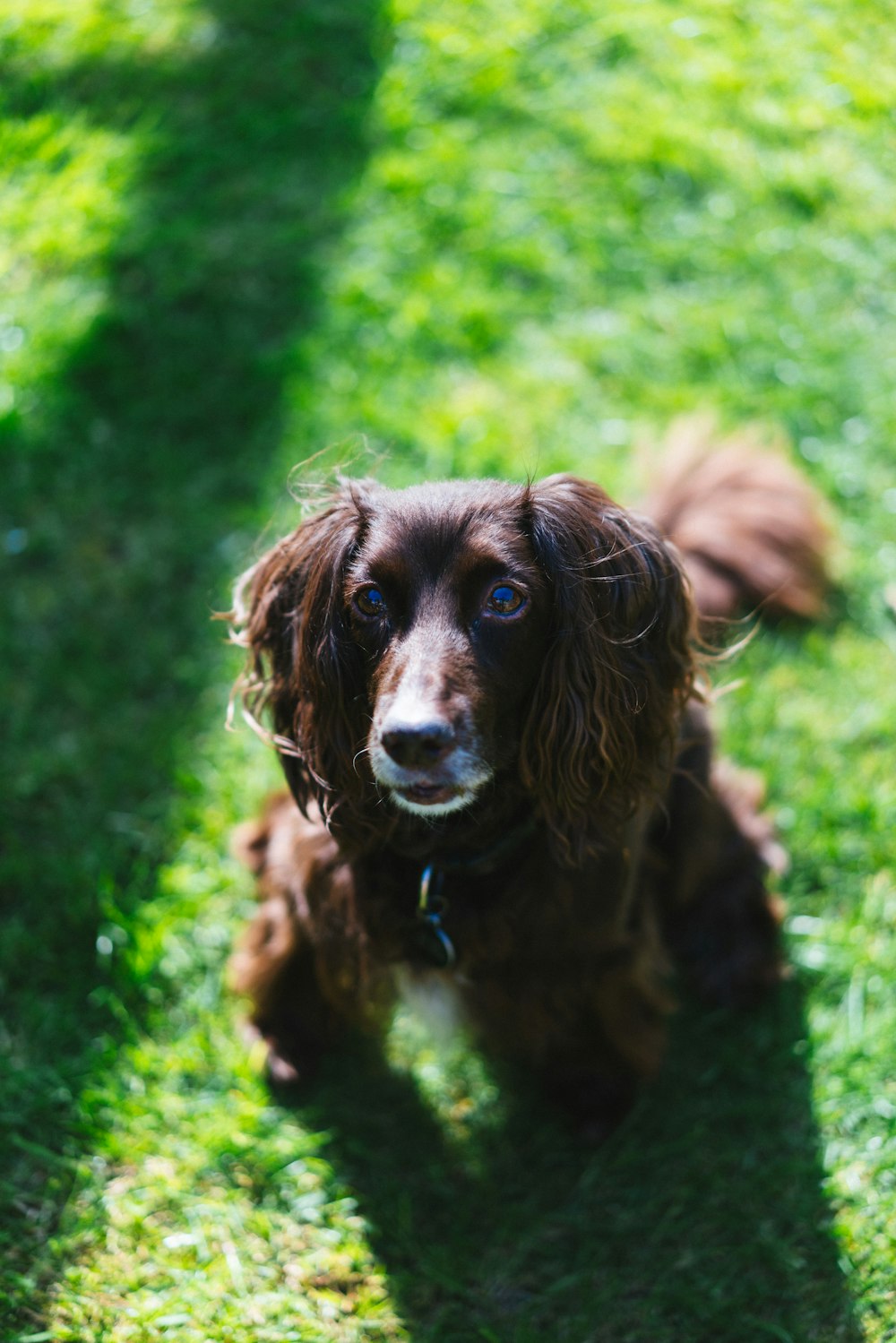 a brown dog sitting on top of a lush green field