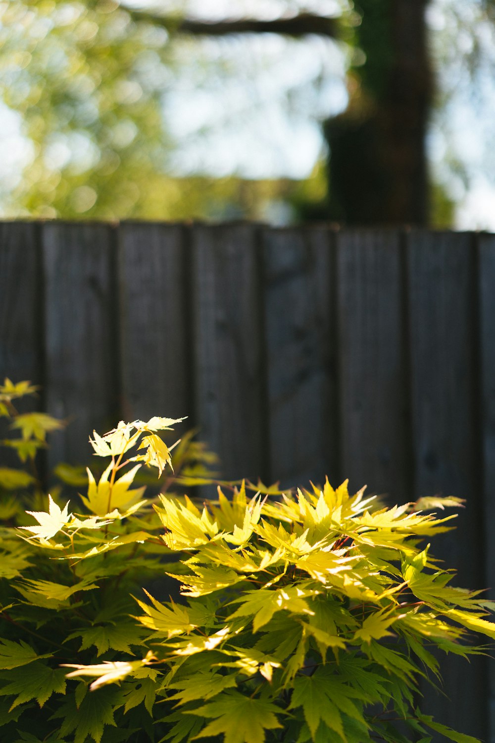 a bush with yellow leaves in front of a wooden fence