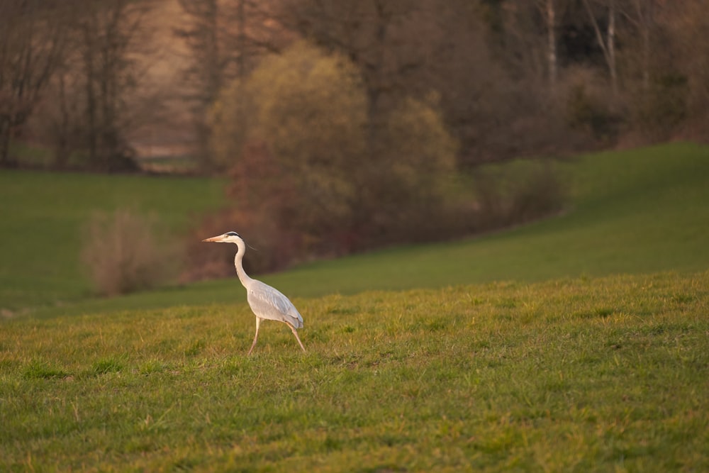 a white bird standing on top of a lush green field