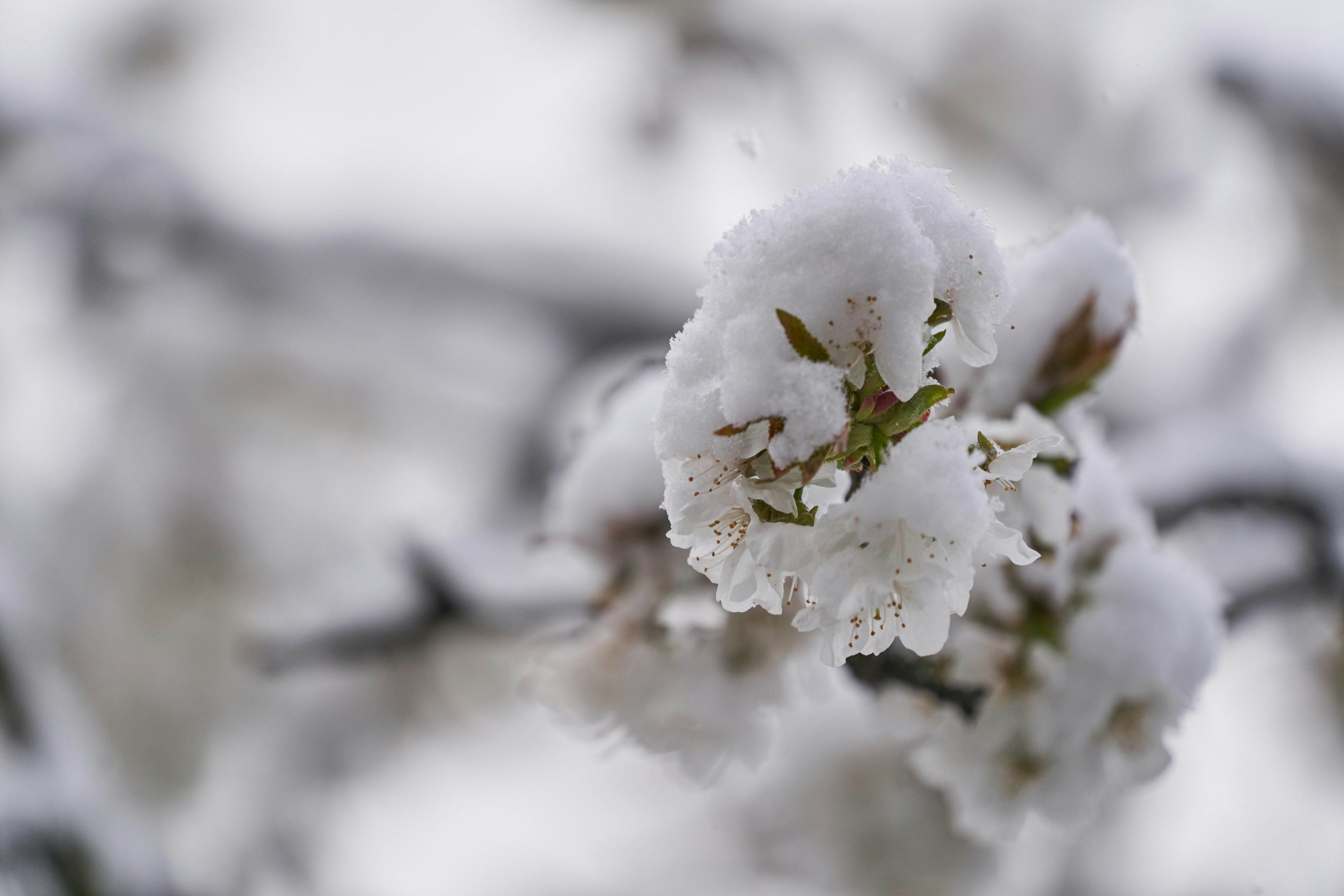 Photo by wolfgang_hasselmann