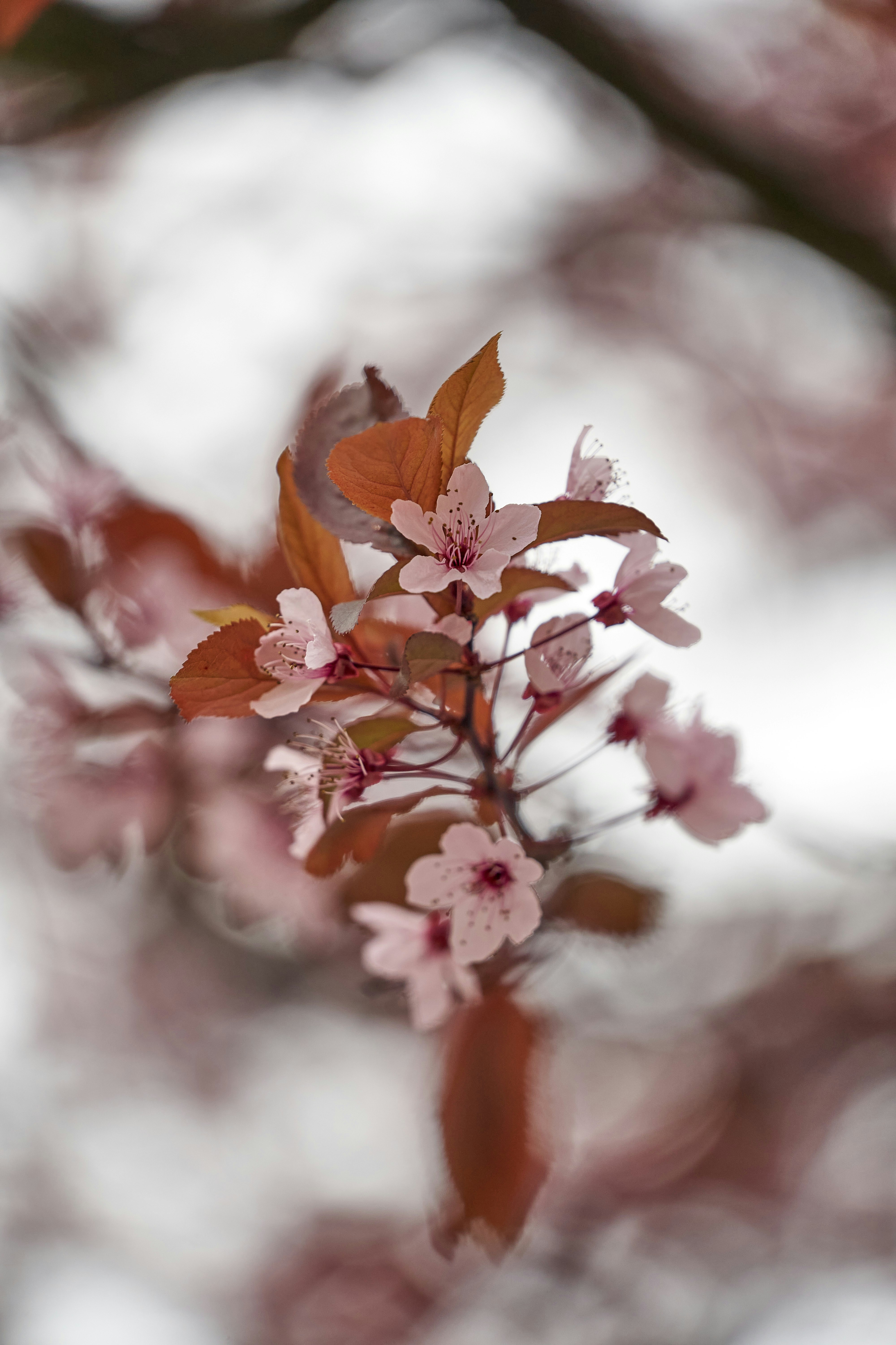 Photo by wolfgang_hasselmann