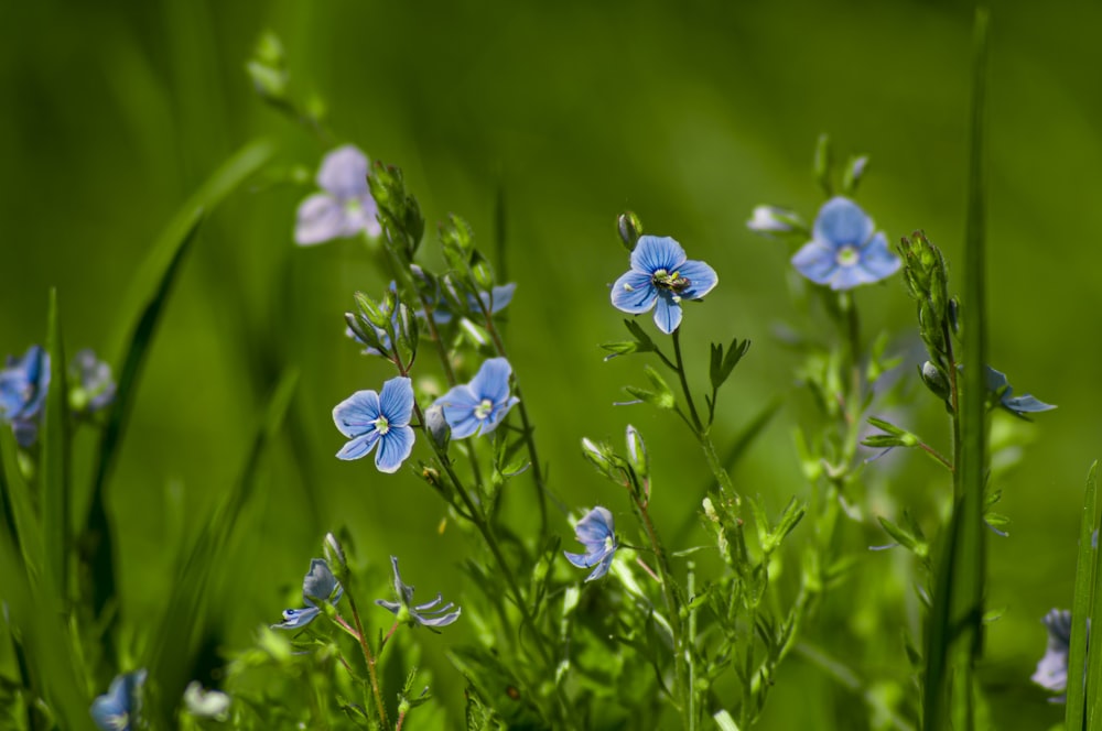 a group of small blue flowers in a green field