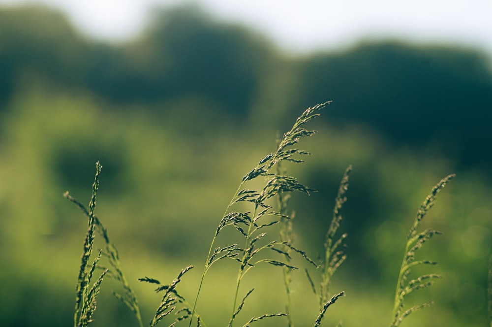 a close up of a plant with trees in the background