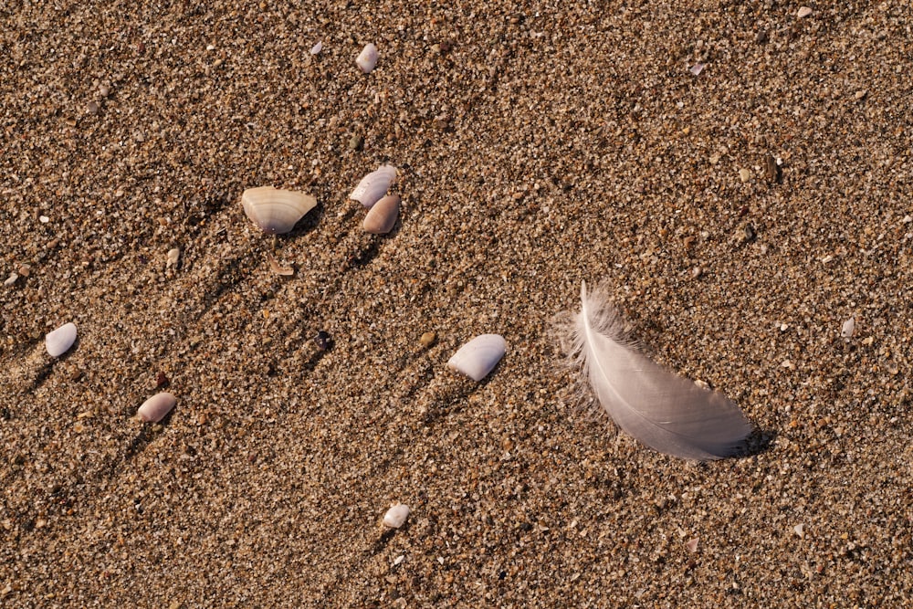 a feather and shells on a sandy beach