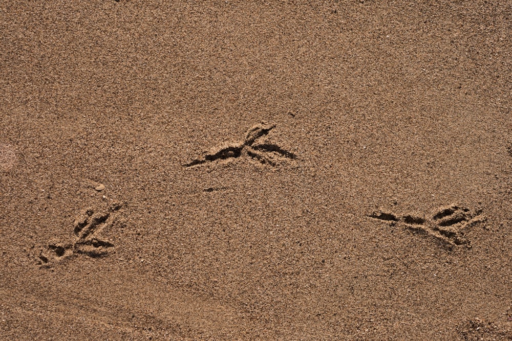 a dog paw prints in the sand on a beach