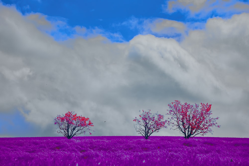 three trees in a purple field under a cloudy sky