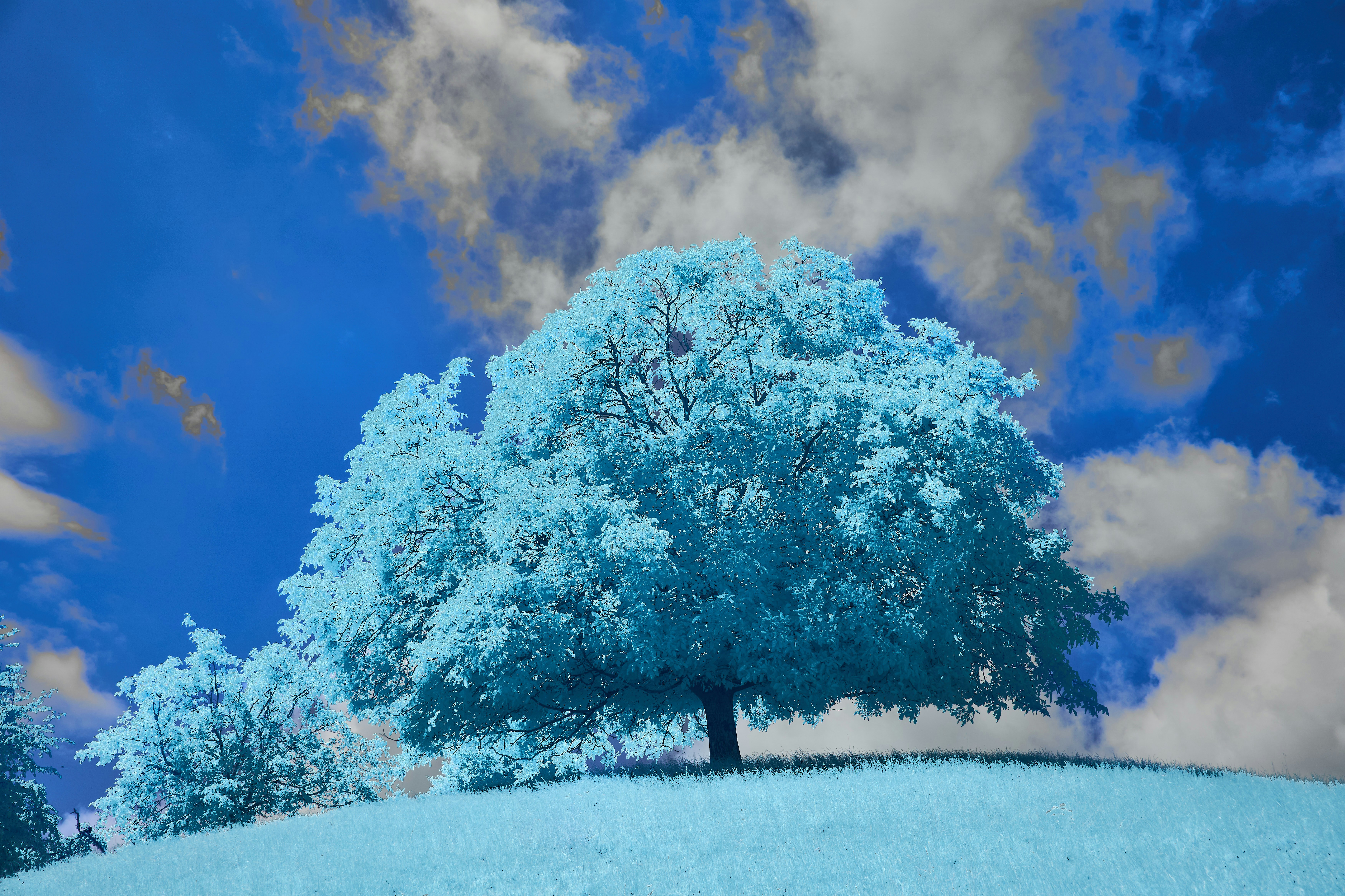 Photo by wolfgang_hasselmann