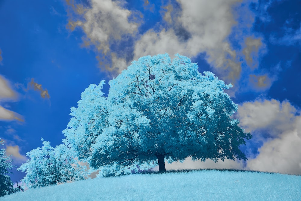a blue tree on a hill under a cloudy sky
