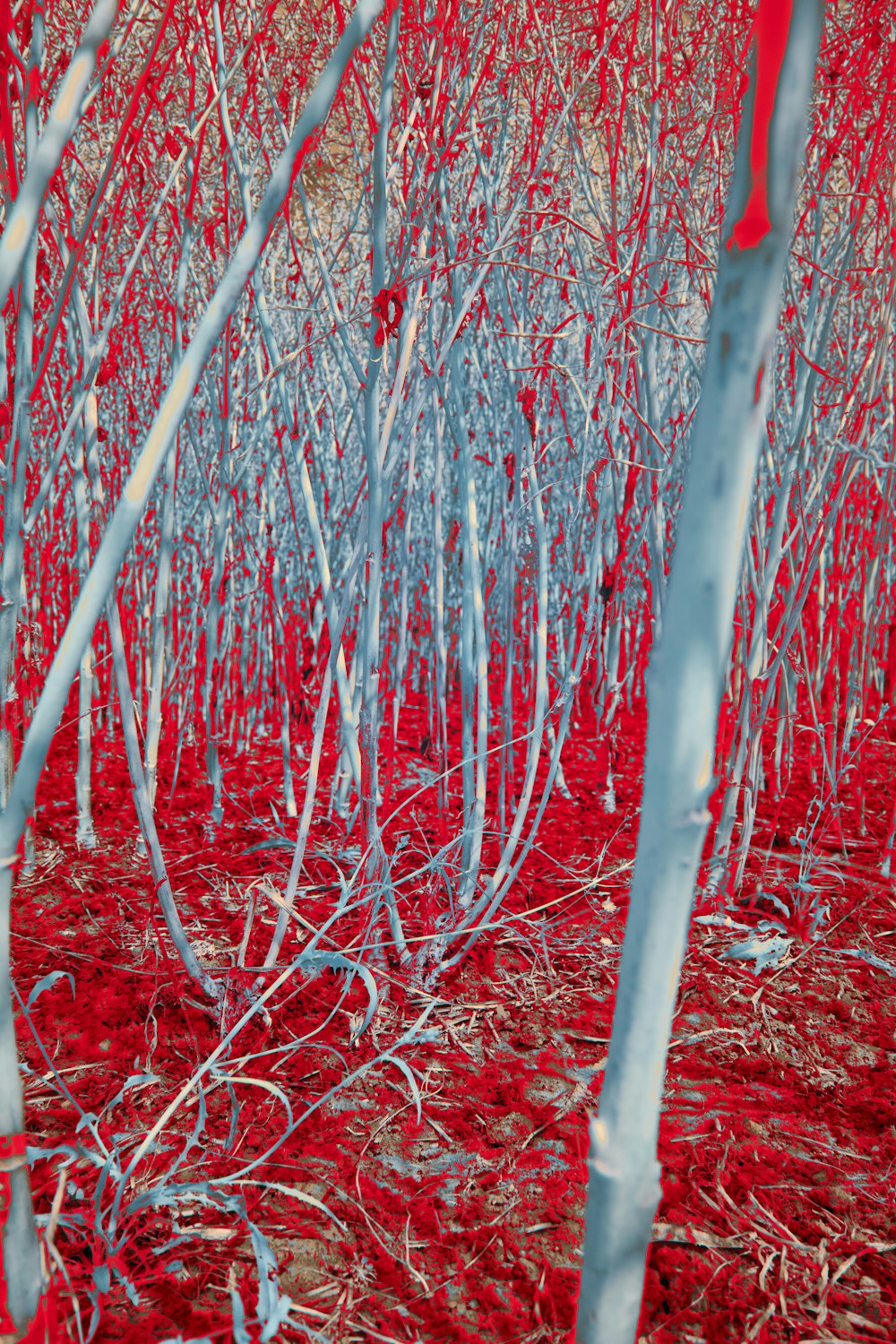 a bunch of trees that are in the grass