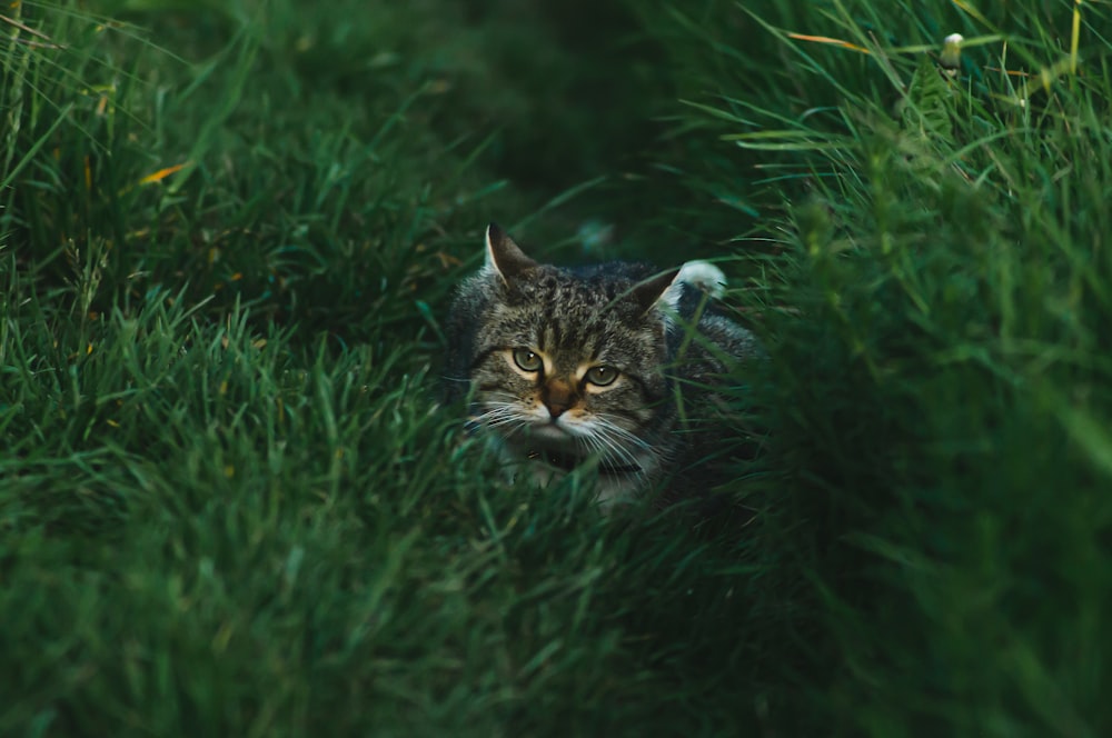 a cat peeking out from behind some tall grass
